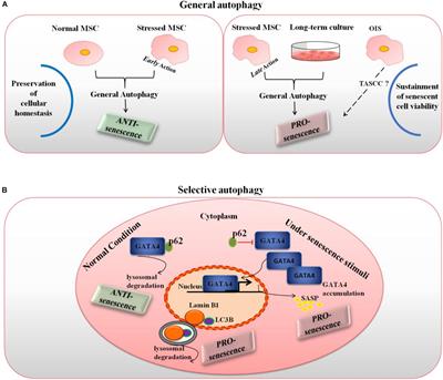 Dual Role of Autophagy in Regulation of Mesenchymal Stem Cell Senescence